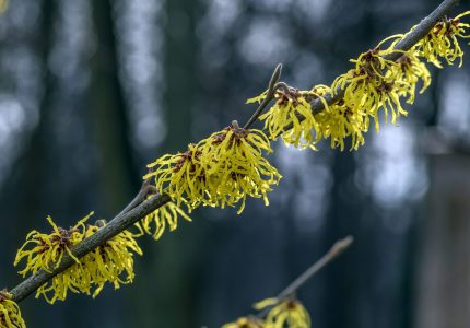 A close up show of a witch hazel shrub on a blurred background